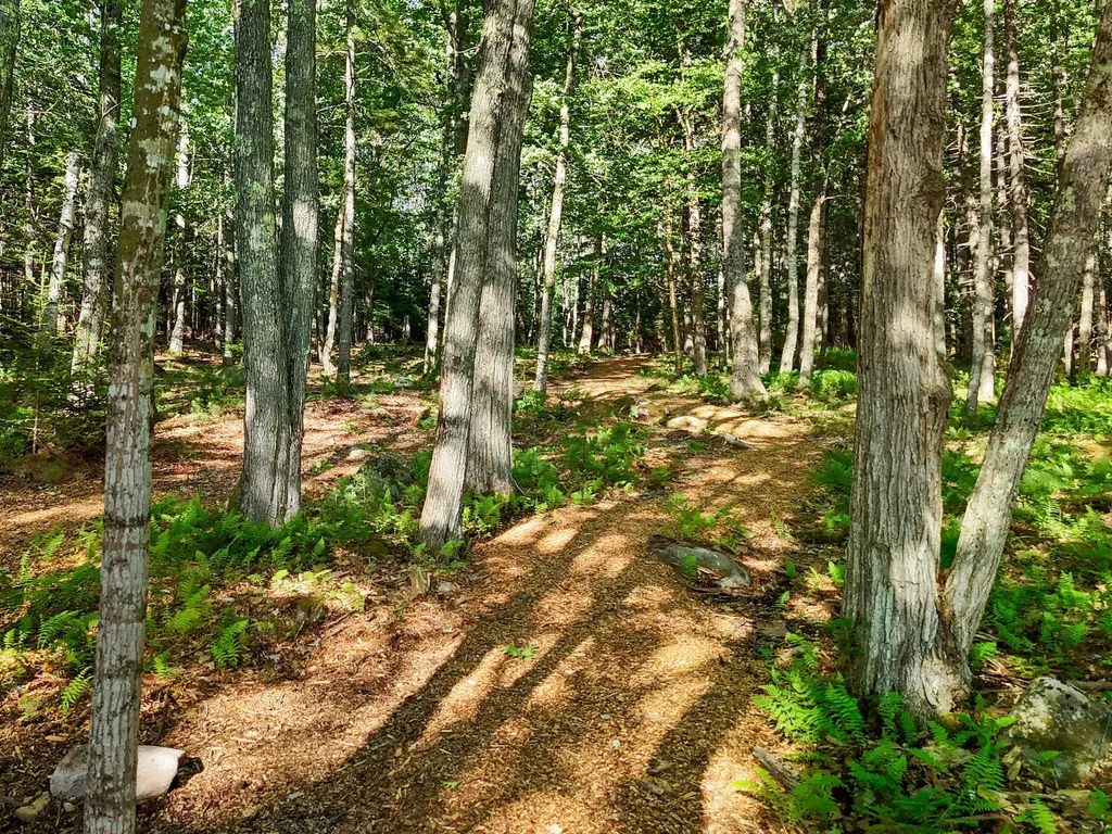 Part Of Map 26 Lot 46 & 48 Mullins Bog Road Lincolnville ME 04849