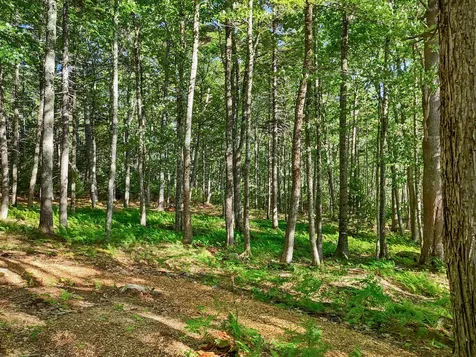 Part Of Map 26 Lot 46 & 48 Mullins Bog Road Lincolnville ME 04849