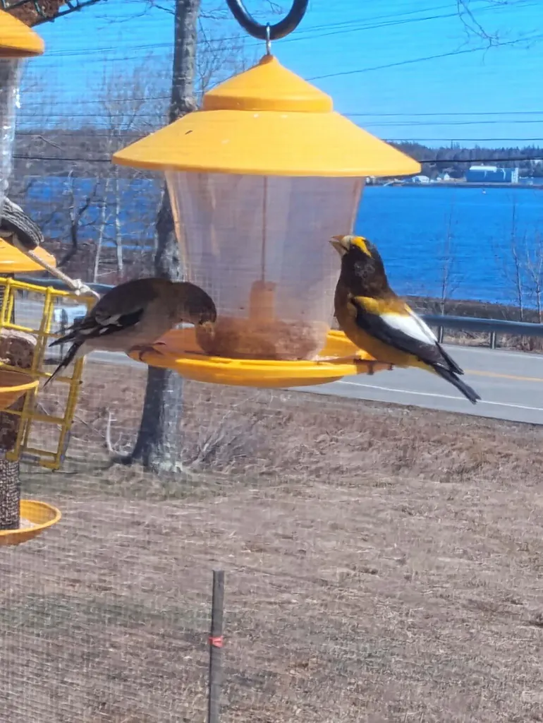 752 Us-1 Robbinston ME 04671