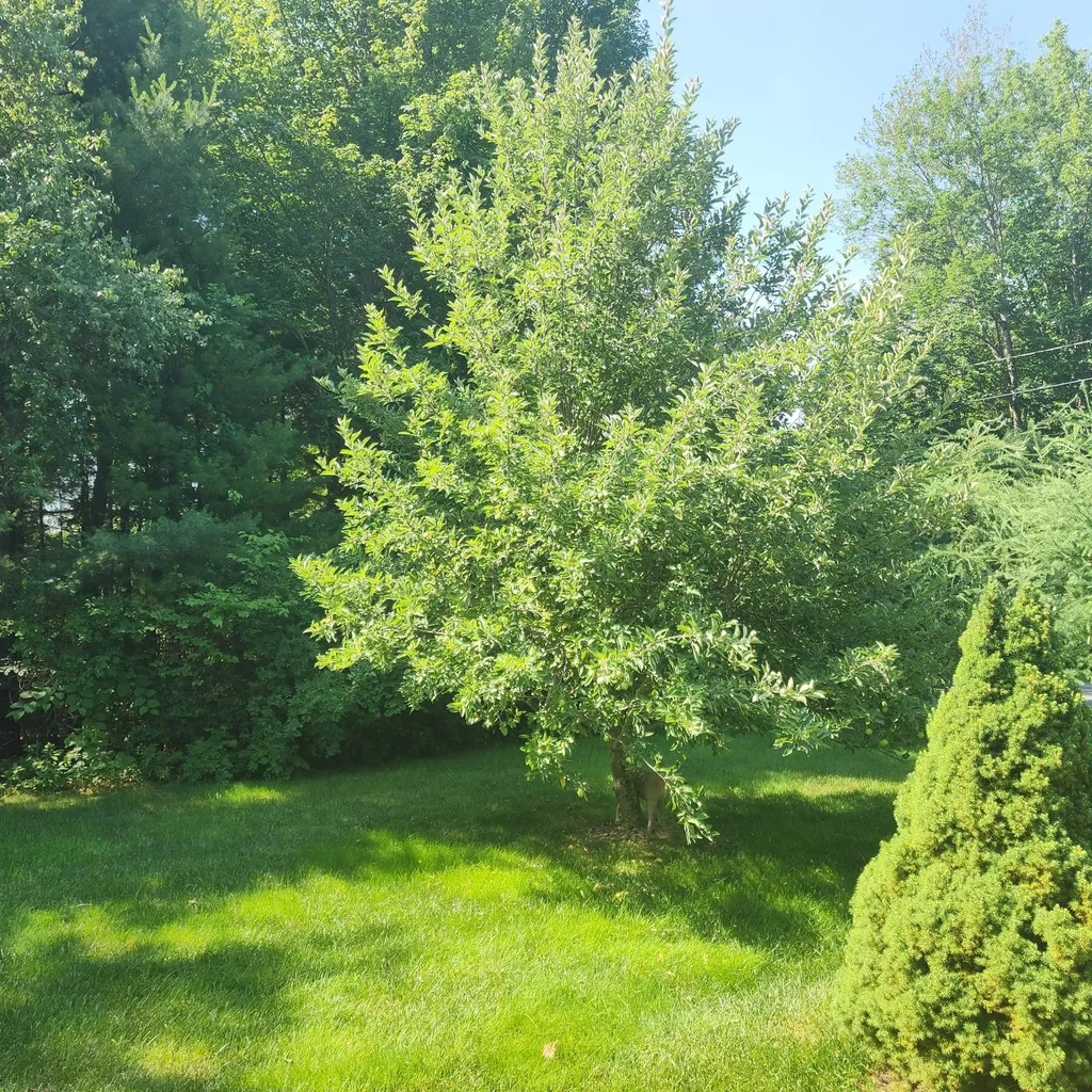 2 Dragonfly Drive Scarborough ME 04074