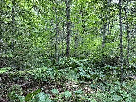 Lot #40 Route 17 (Augusta Road) Washington ME 04574