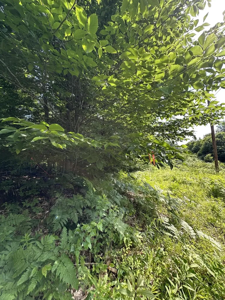 Lot 020 Canton Mountain Road Jay ME 04239