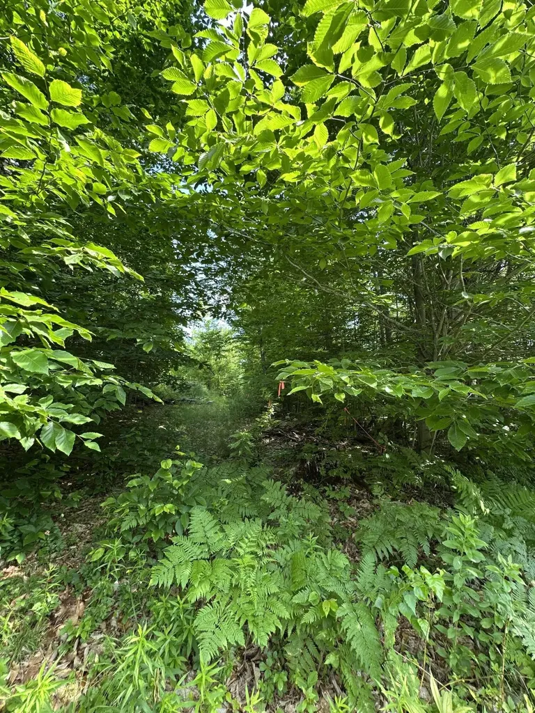 Lot 020 Canton Mountain Road Jay ME 04239