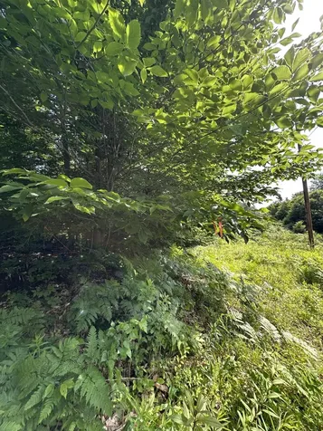 Lot 020 Canton Mountain Road Jay ME 04239