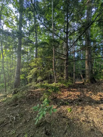0 Ginger Hill (Lot 8a) Lane Arundel ME 04046