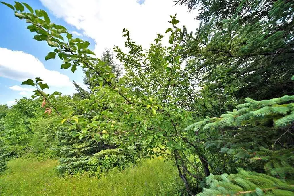 Lot 16-b Maine 11 Patten ME 04765
