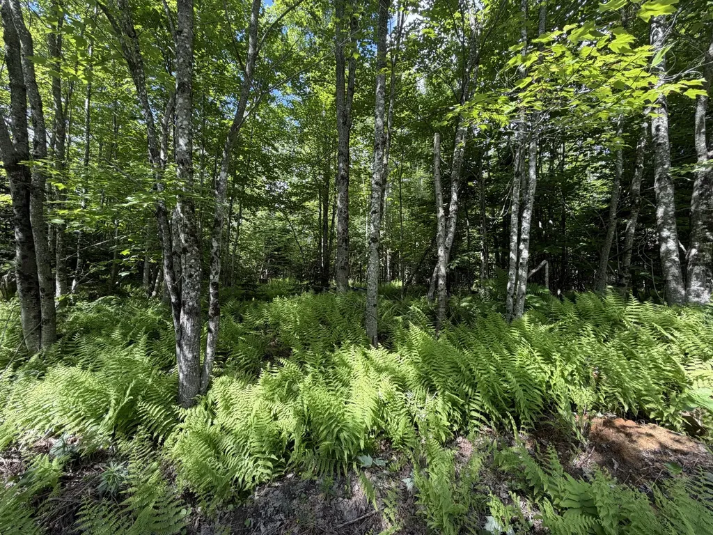 L1 Lily Bay Road Greenville ME 04441