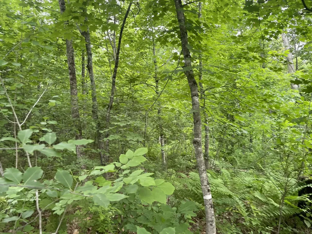 19 Swan Road New Sharon ME 04955