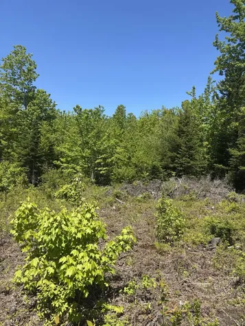 54 Poplar Lane Dedham ME 04640