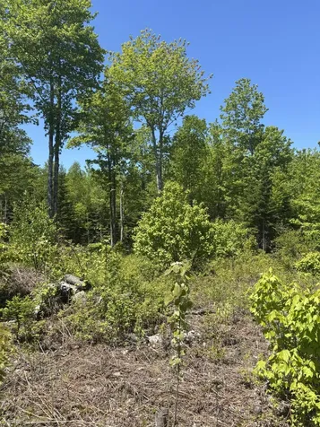 54 Poplar Lane Dedham ME 04640