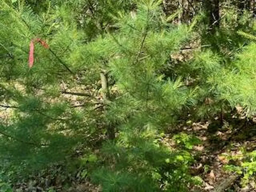 Lot #3 Bonnie Way Winterport ME 04496