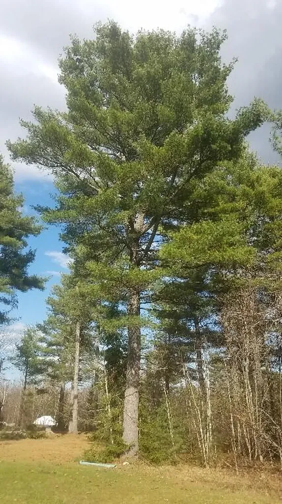 46 Albert Reed Road Orrington ME 04474