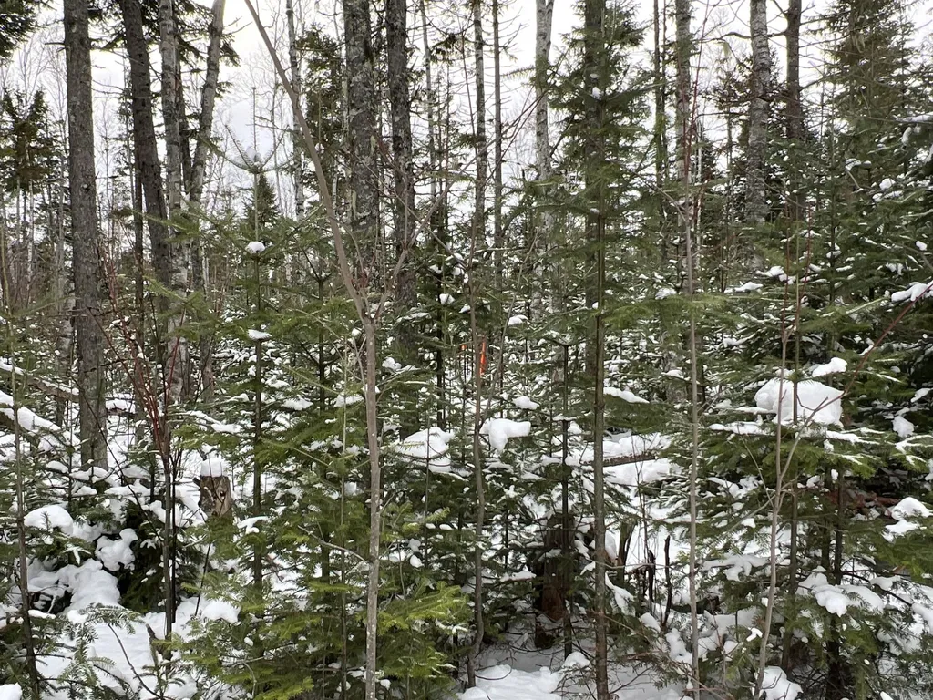 Lot 2-18 Shin Pond Road Mount Chase ME 04765