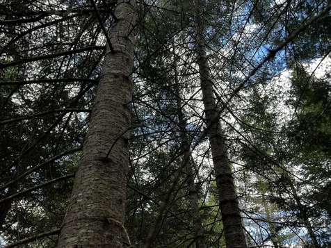 Lot 2-18 Shin Pond Road Mount Chase ME 04765