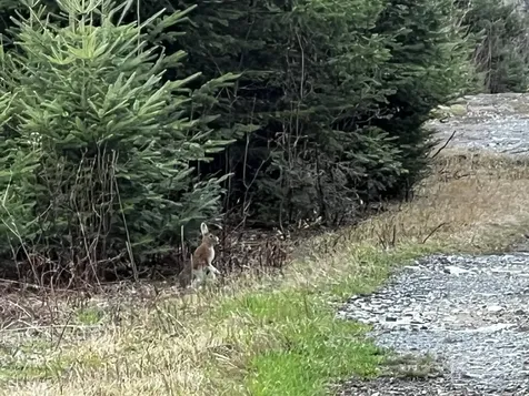 Lot 2-18 Shin Pond Road Mount Chase ME 04765