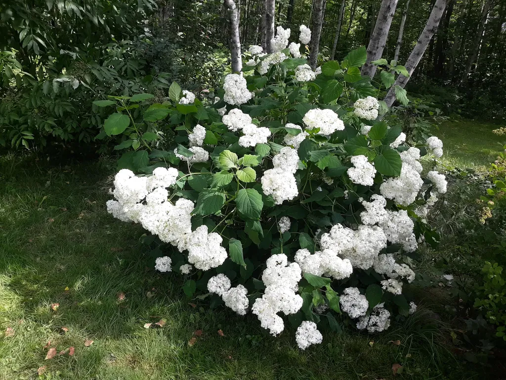 86 Lauries Lane Hanover ME 04237