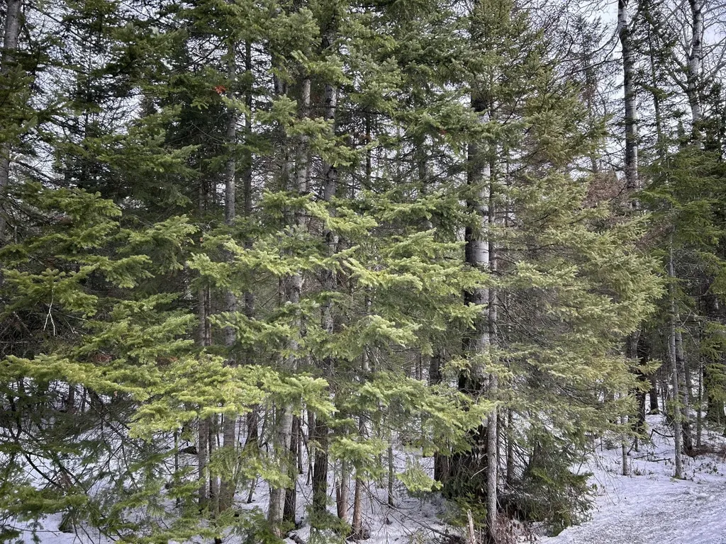 04-45.10,0 East Jemtland Road Connor Twp ME 04736