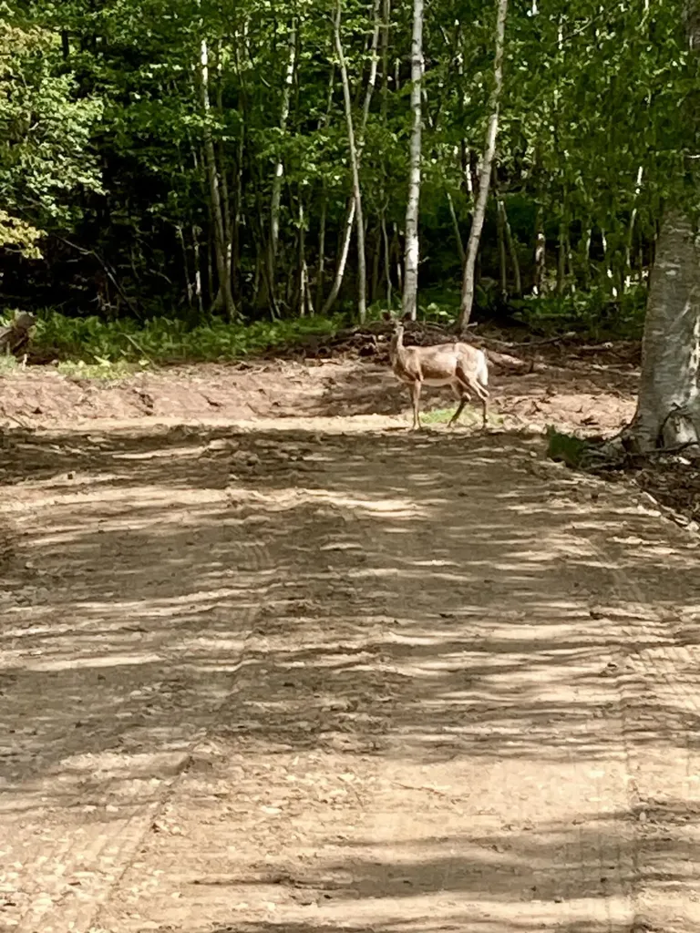 Lot 9-part Route 190 Road Eastport ME 04631