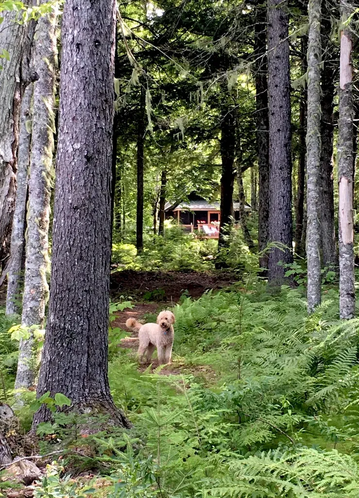 277 Gus Moore Road Penobscot ME 04476
