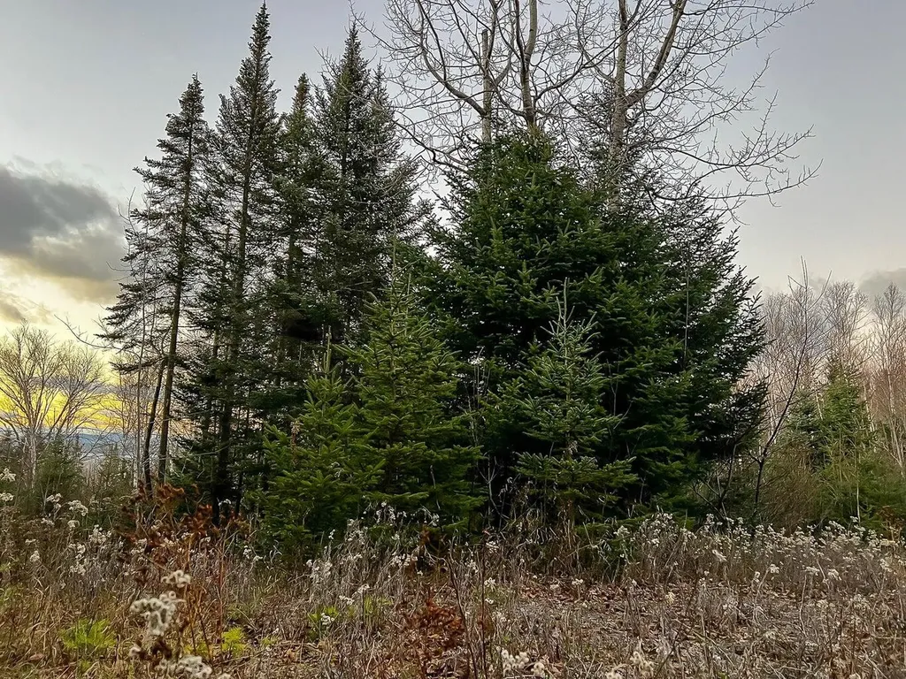 Lot 16 Mill Brook Road Sandy River Plt ME 04970