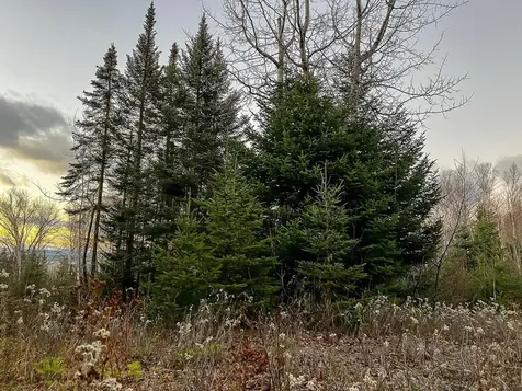 Lot 16 Mill Brook Road Sandy River Plt ME 04970