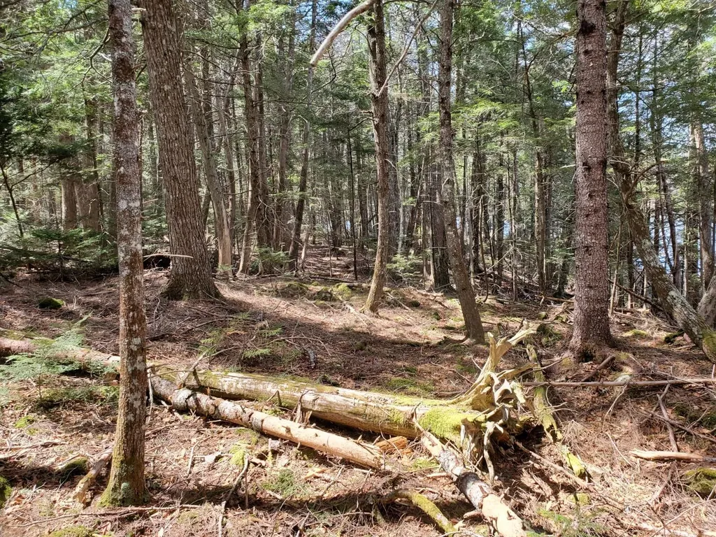 1.3 Ac Off Barrows Lake Road Alexander ME 04694