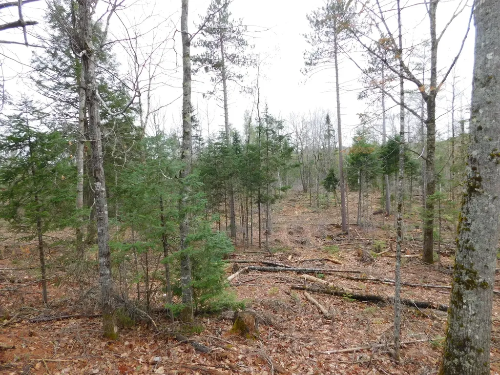 Lot # 2 Spring Bridge Road Greenbush ME 04418