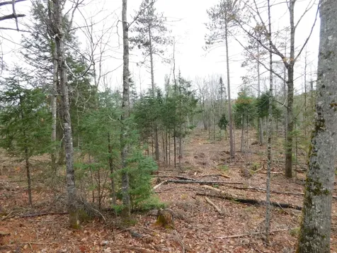 Lot # 2 Spring Bridge Road Greenbush ME 04418