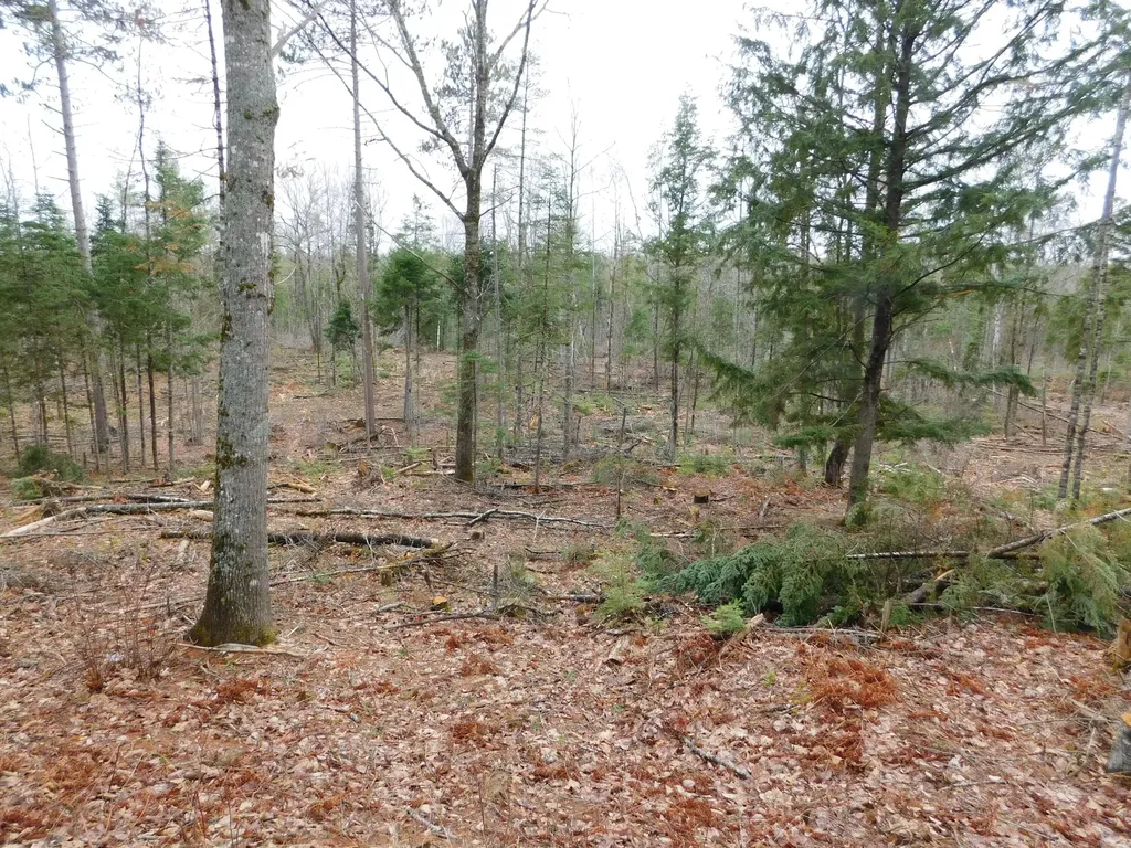 Lot # 4 Spring Bridge Road Greenbush ME 04418