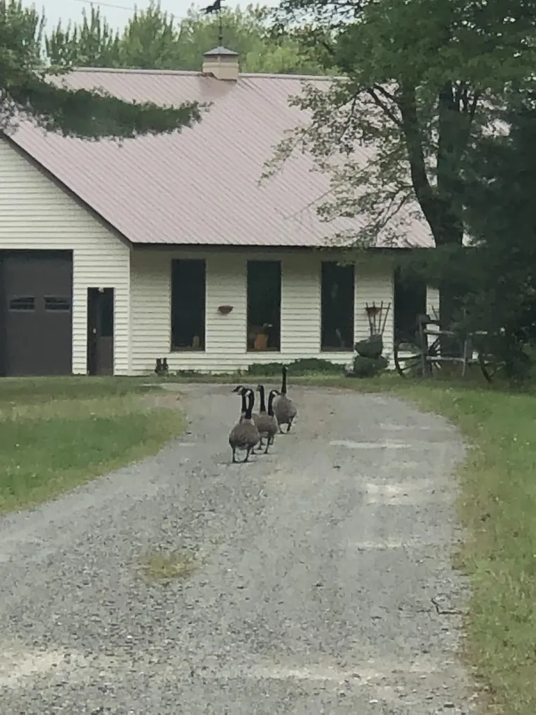 474 N Howland Road Howland ME 04448
