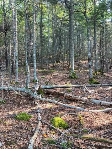 Lot 17a Yoho Head Road Machiasport ME 04655
