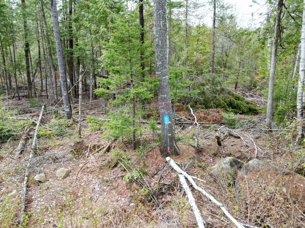 8 Twin Springs Lane Lincoln ME 04457