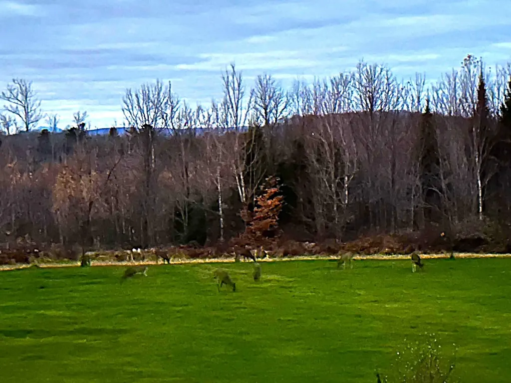 260 Nyes Corner Road Saint Albans ME 04971