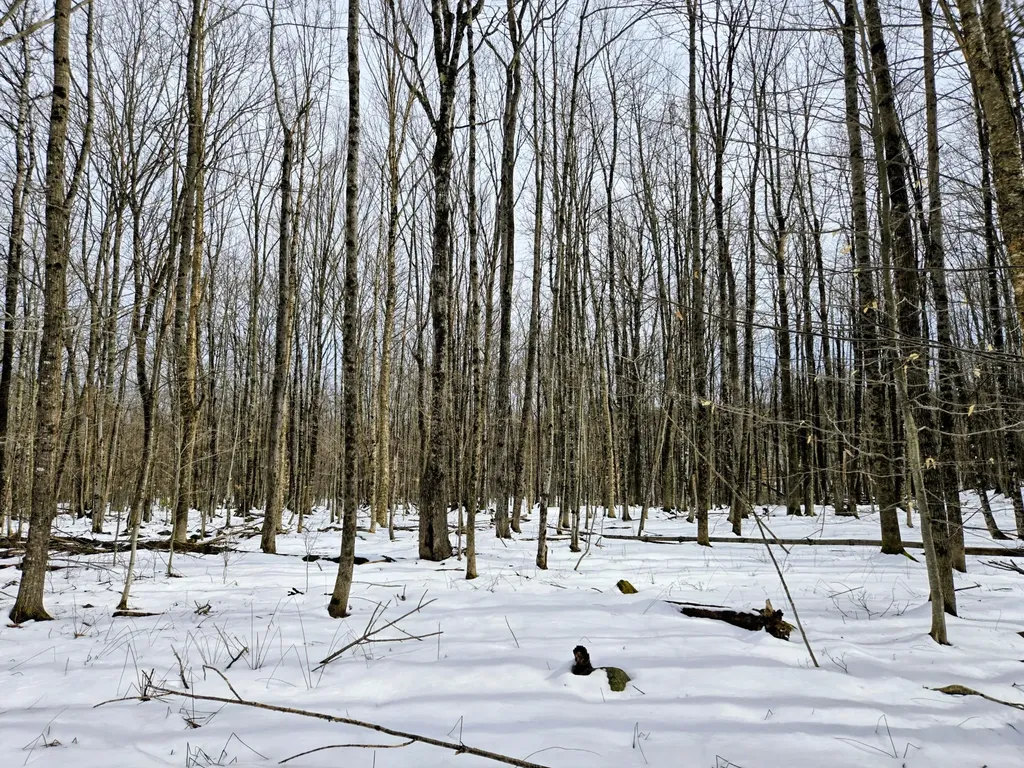 Lot 26 Canton Mountain Road Jay ME 04239