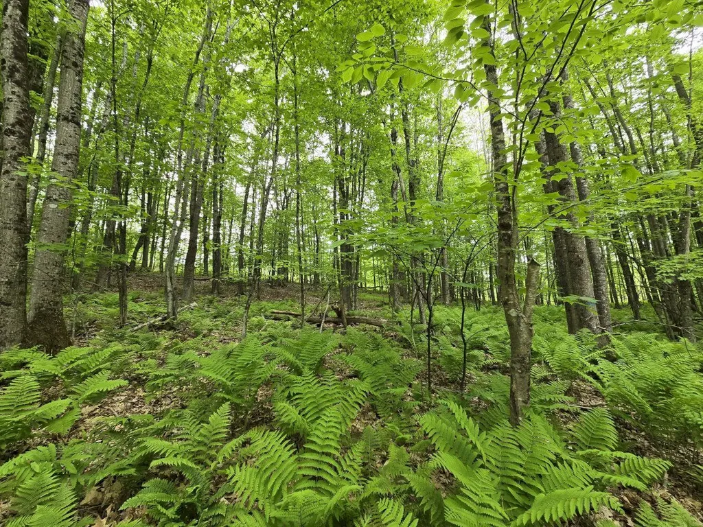 Lot 26 Canton Mountain Road Jay ME 04239