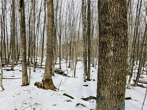 Lot 26 Canton Mountain Road Jay ME 04239