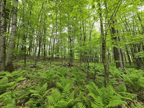 Lot 26 Canton Mountain Road Jay ME 04239