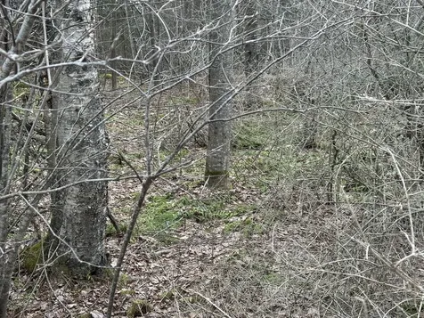 Lot #10 Ridge Road Saint George ME 04860