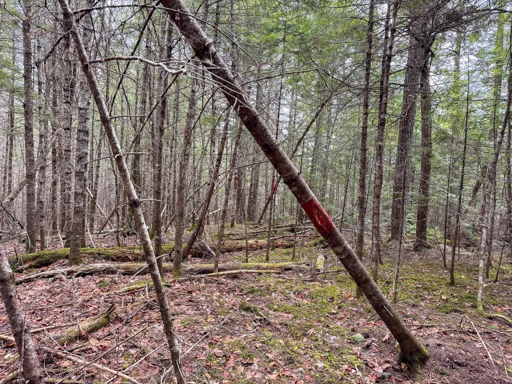 M1L58.3 Pickerel Pond Road Greenfield Twp ME 04418