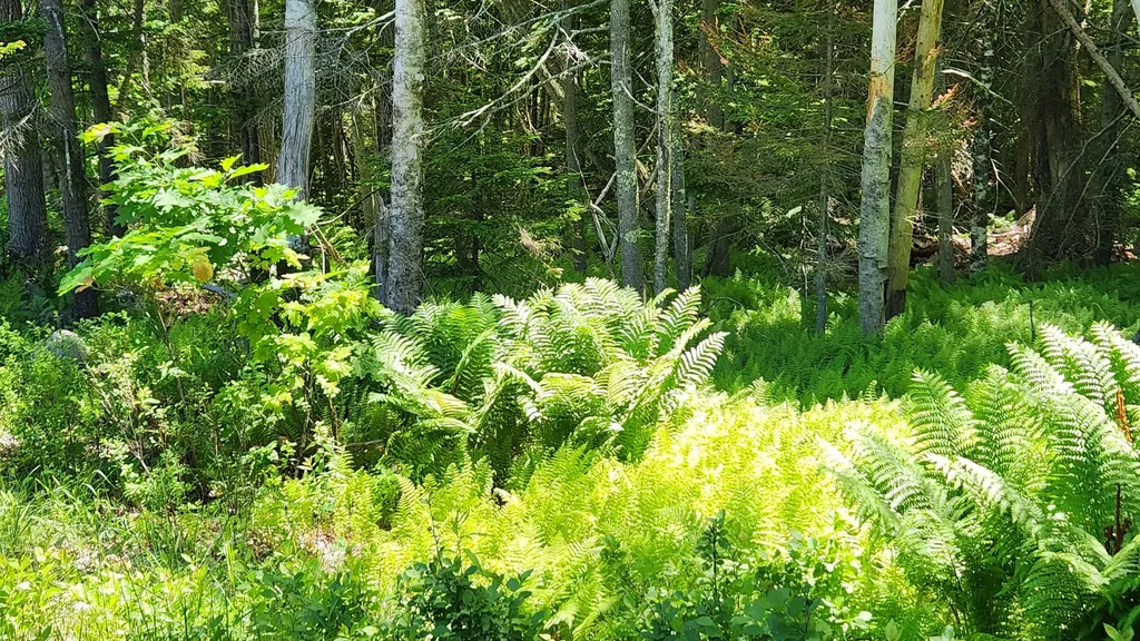 0 Sebasco Road Phippsburg ME 04562