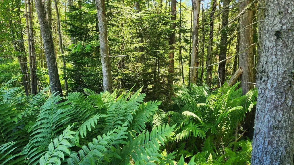 0 Sebasco Road Phippsburg ME 04562