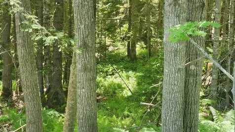 0 Sebasco Road Phippsburg ME 04562
