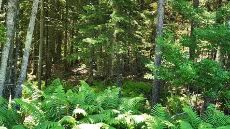 0 Sebasco Road Phippsburg ME 04562