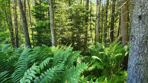 0 Sebasco Road Phippsburg ME 04562