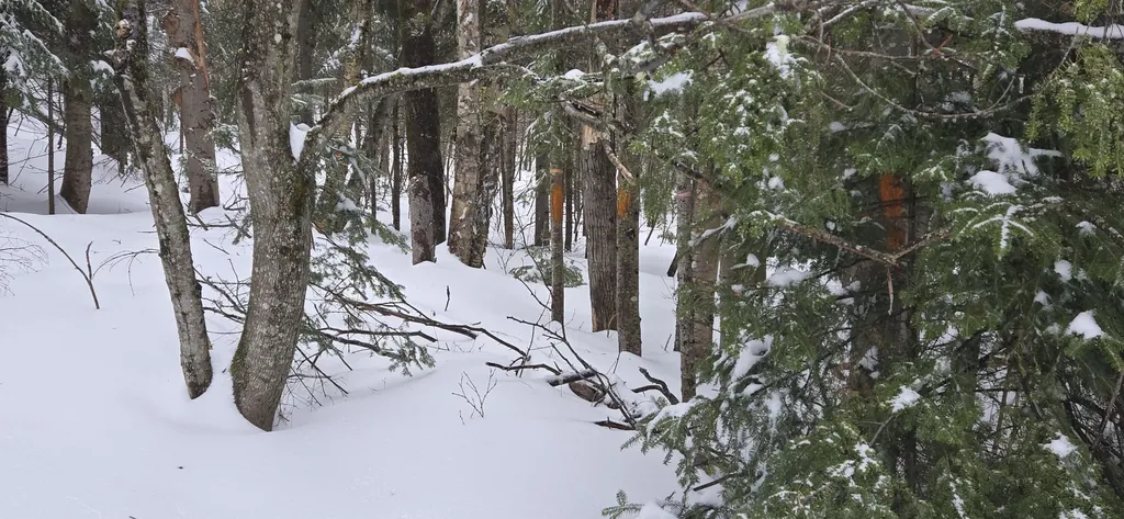 MAP31 Lot12 Madawaska ME 04756