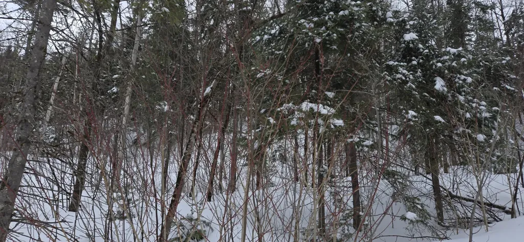 MAP31 Lot12 Madawaska ME 04756