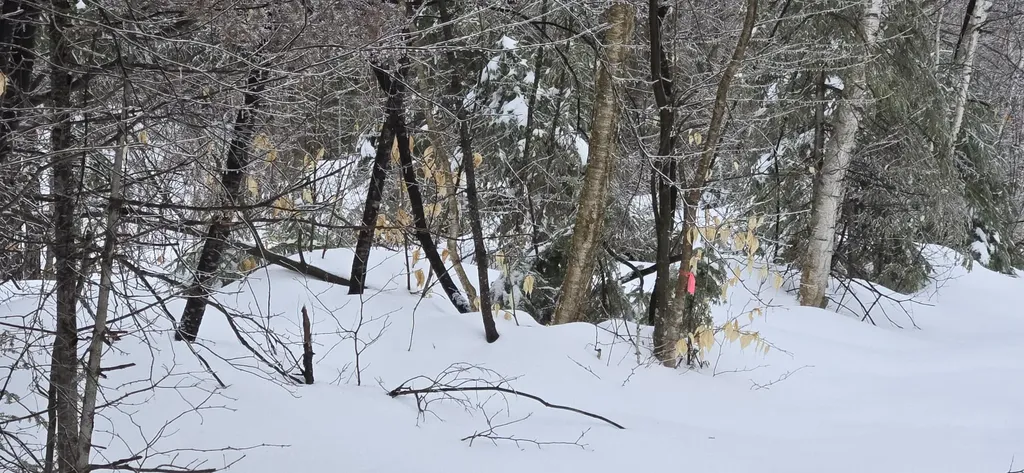 MAP31 Lot12 Madawaska ME 04756