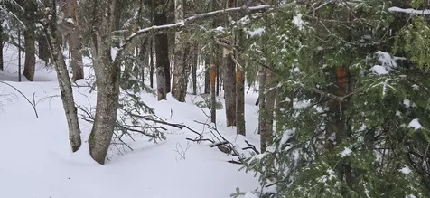 MAP31 Lot12 Madawaska ME 04756