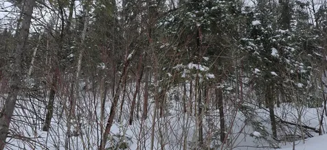 MAP31 Lot12 Madawaska ME 04756