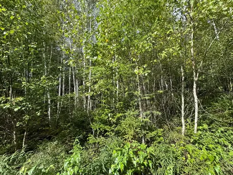 Lot 6 Black Cow Meadow Road Northfield ME 04654
